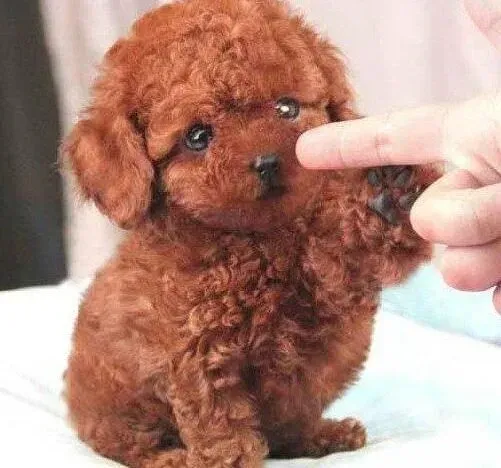 泰迪犬|日常生活中如何与泰迪犬玩耍 求方法