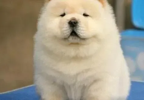 松狮犬|松狮犬拉稀咳嗽还流鼻涕是什么疾病