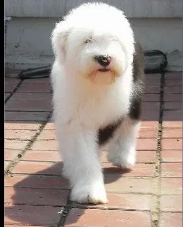 古代牧羊犬|古代牧羊犬3天前呕吐过现在可以去打疫苗吗