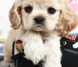 可卡犬|如何轻松而简单的给可卡犬拔牙