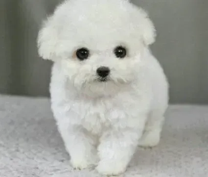 泰迪犬|泰迪犬这几天总是口吐白沫是着凉了吗