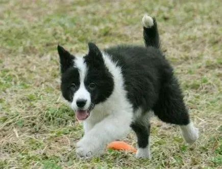 边境牧羊犬|两个月的边境牧羊犬不喜欢吃东西怎么办