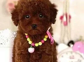 贵宾犬|贵宾犬多处皮肤得了螨虫皮肤病，求治疗良方