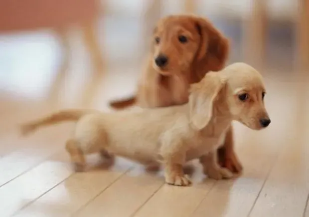 腊肠犬|现在腊肠犬不流鼻涕，咳嗽应如何医治