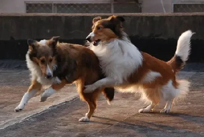 喜乐蒂|喜乐蒂犬在生活中容易患上哪三种疾病