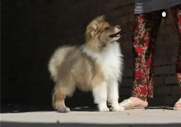 苏格兰牧羊犬|不要错过了训练苏格兰牧羊犬的最佳时机