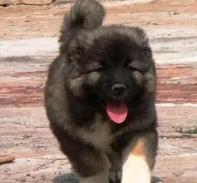 高加索犬|最近几天高加索犬走路总是一瘸一拐是缺钙吗