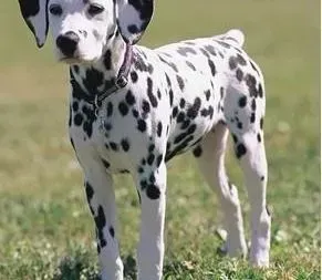 斑点狗|斑点狗得了犬瘟在接受治疗过程中一直咳嗽