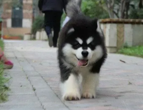 阿拉斯加犬|阿拉斯加犬这几天不爱吃东西，没食欲如何是好