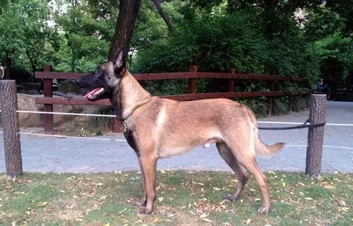 比利时马林诺斯犬的寿命 大概14年左右 | 比利时马林诺斯犬