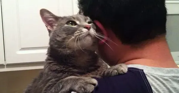 看得人都要融化啦！超会撒娇的喵星人 | 猫