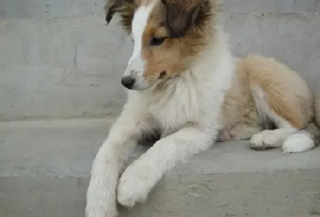 苏格兰牧羊犬|科学生活之如何正确的惩罚苏格兰牧羊犬