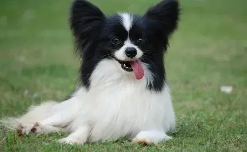 蝴蝶犬|蝴蝶犬挑食不吃狗粮怎么办是好