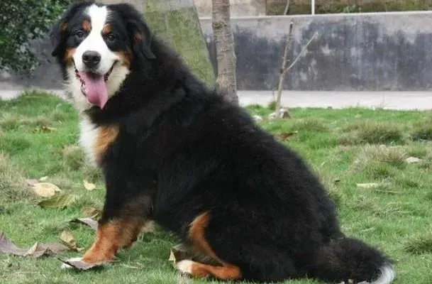 伯恩山犬|如何掌握好伯恩山犬的散步时间