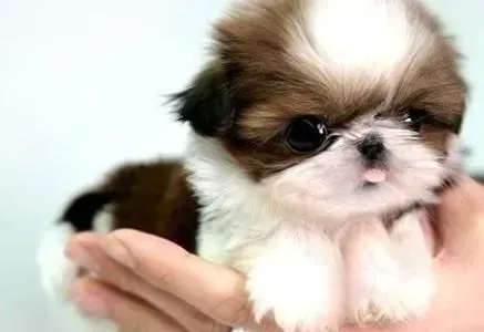 茶杯犬|茶杯犬睡空调屋后没精神，请帮助诊断一下