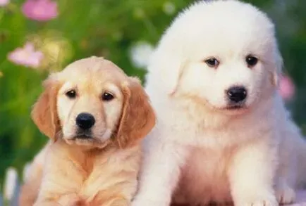  狗狗吃什么拉什么 注意日常饮食对症下药 |  狗狗