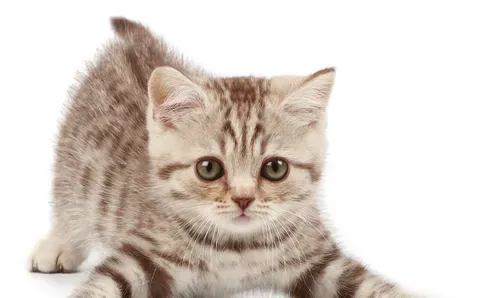 猫咪减肥 肥胖会导致它得高血压和心脏病 | 猫