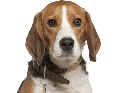 如何防止比格犬咬东西 要当着比格犬的面说不行 | 比格犬