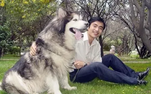 阿拉斯加雪橇犬性格如何 对人非常的友善 | 阿拉斯加雪橇犬