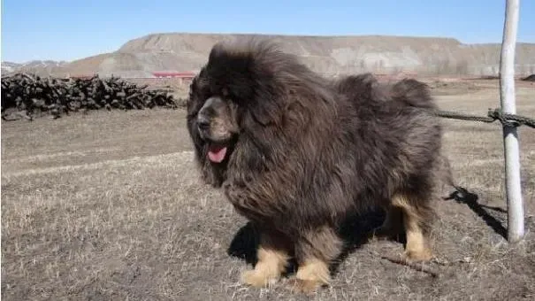 藏獒|藏獒吃什么长得快 蛋白质和钙能有效促进藏獒生长
