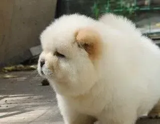松狮犬|松狮犬抽筋呕吐是缺钙还是癫痫