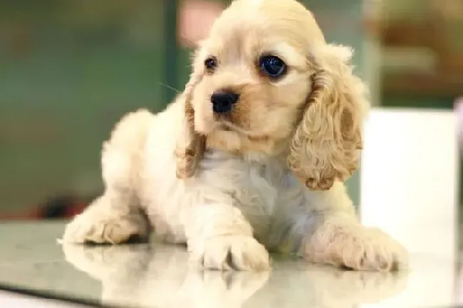 可卡犬|饲养可卡犬要注意的两个问题