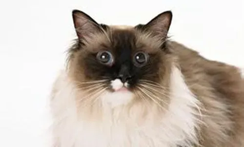 母猫发情的表现 母猫发情有什么特征 | 发情