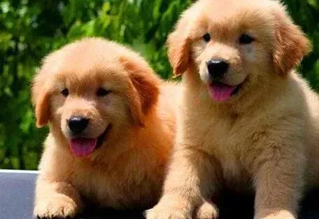 金毛|金毛犬有一种想吐吐不出来的感觉老干呕是为什么