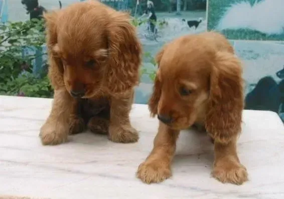 可卡犬|可卡犬最近咳嗽的很厉害，如何是好