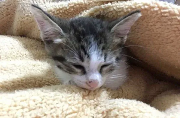 奴才还不快护驾! 钻棉被自嗨被3猫盖布袋群殴