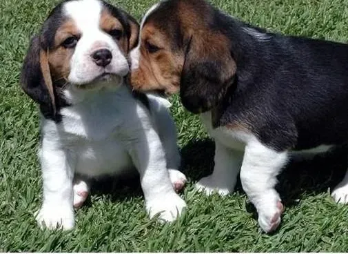 比格犬|祛除体臭 让自己的比格犬变成“香香狗”