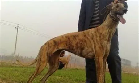 灵缇挑食 要给灵缇犬喂食营养均衡的食物 | 灵缇犬
