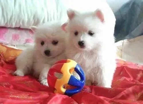 银狐犬|训练银狐犬坐下只需要简单4步