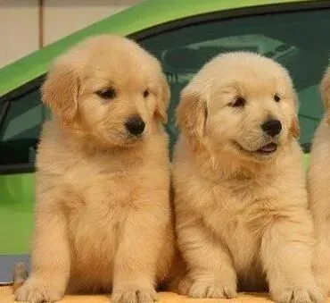 金毛|怎样照顾好老年金毛犬的毛发和耳朵健康