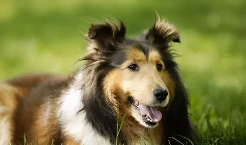 喜乐蒂牧羊犬的习性 喜乐蒂牧羊犬的生活习性 | 喜乐蒂牧羊犬