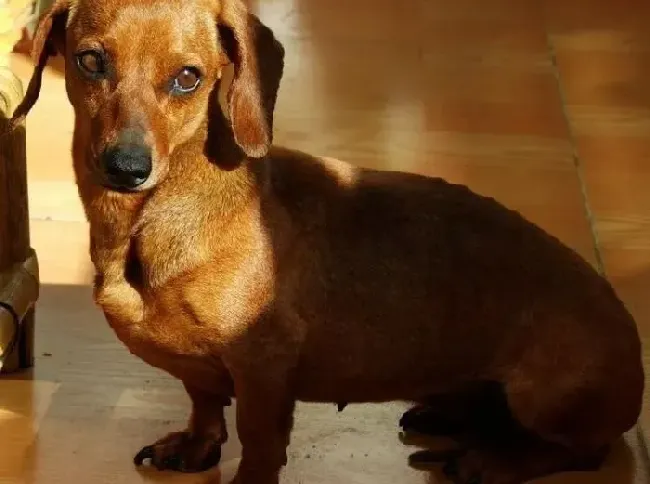腊肠犬|在夏季应对腊肠犬厌食的有效对策