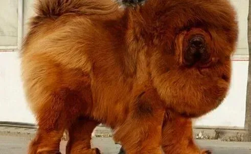 藏獒|饲养藏獒幼犬，我有妙招