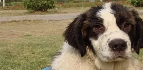 圣伯纳犬的食量 圣伯纳犬好养但是食量大 | 圣伯纳犬