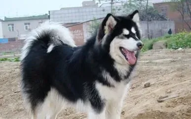 阿拉斯加雪橇犬性格如何 对人非常的友善 | 阿拉斯加雪橇犬