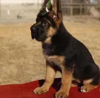 德国牧羊犬|德国牧羊犬每天都吃很多正常么