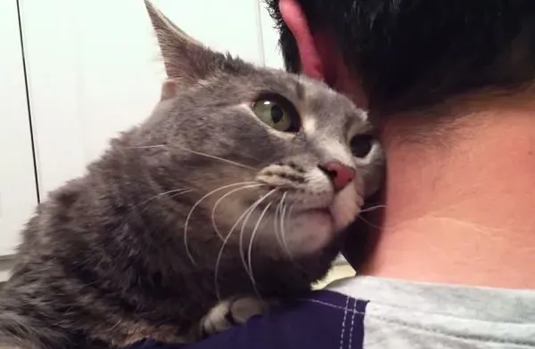 看得人都要融化啦！超会撒娇的喵星人 | 猫