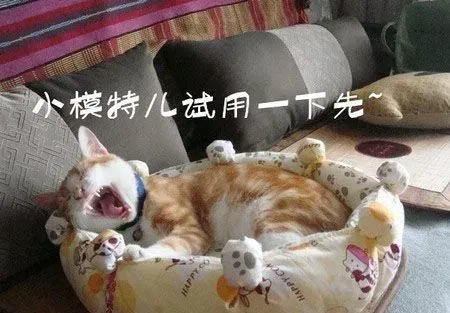 猫窝多少钱 一般在几十元到几百元不等 | 猫