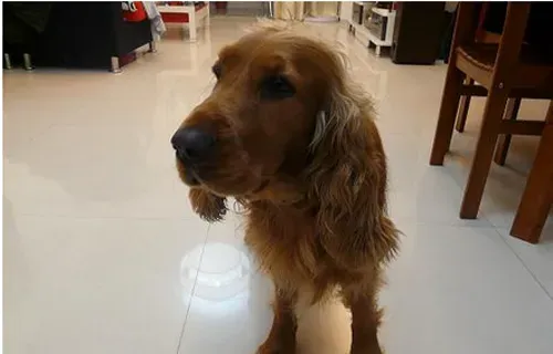 可卡怎么养  在不同阶段饲养方式不相同