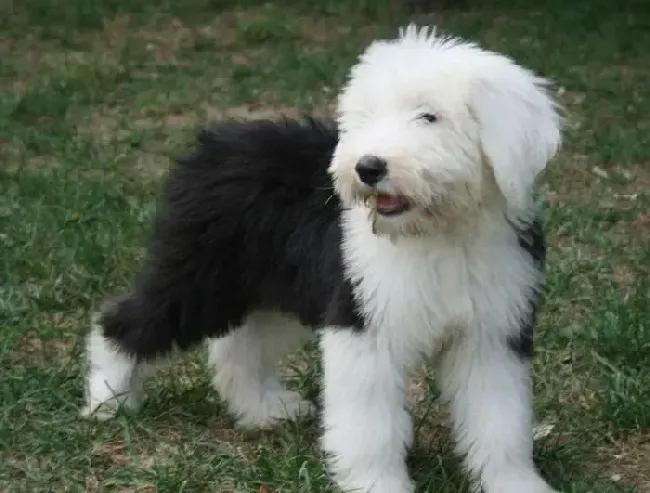 古代牧羊犬|怎样让古代牧羊犬有良好的生活习惯