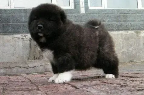 高加索犬|入冬后高加索犬体重急速下降什么原因