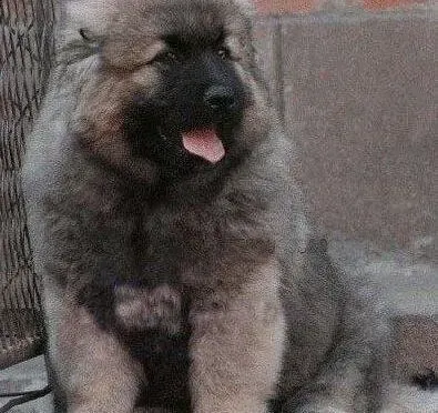 高加索犬|怎样把高加索犬打造成一只稳重的狗狗