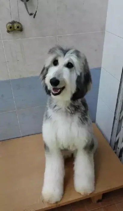 阿富汗猎犬|阿富汗猎犬最近不吃饭怎么办