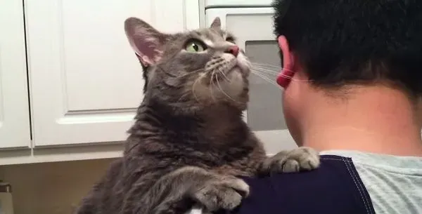 看得人都要融化啦！超会撒娇的喵星人 | 猫