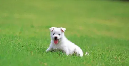 最好养的宠物狗  性格温和型的受欢迎 | 宠物狗　