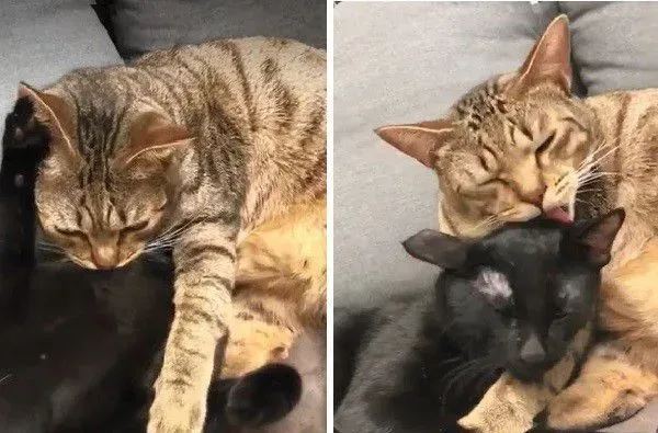 猫哥打呵欠弟弟伸出肉球 狠狠塞进哥哥嘴巴里 | 猫